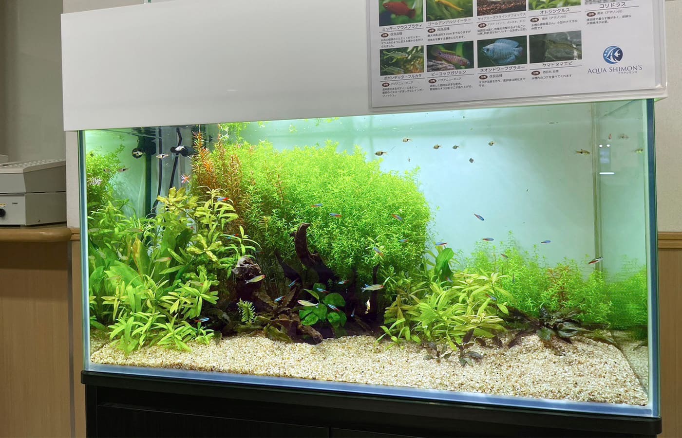 熱帯魚水槽