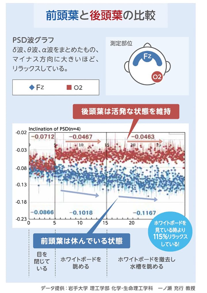 前頭葉と後頭葉の比較