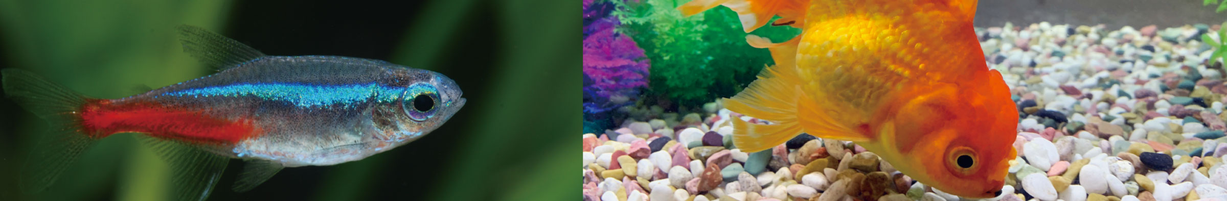 淡水魚水槽