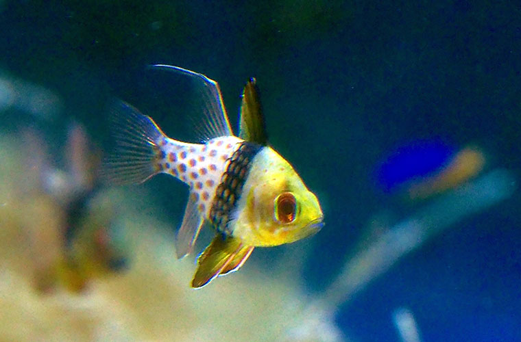 海水魚の代表種　マンジュウイシモチ