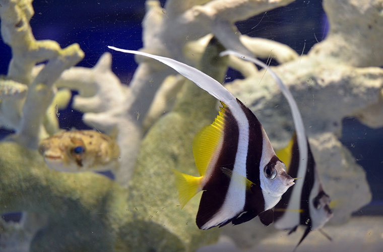 海水魚の代表種　ハタタテダイ