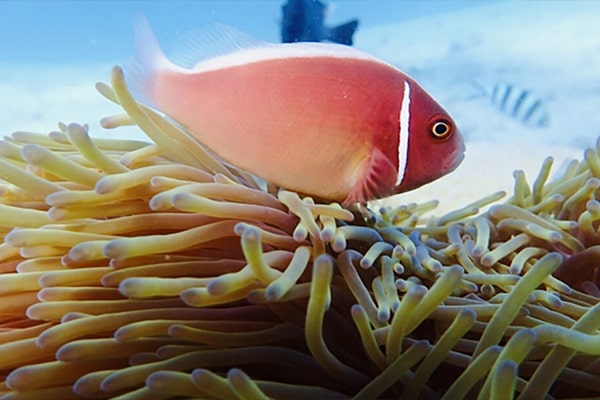 海水魚　ハナビラクマノミ