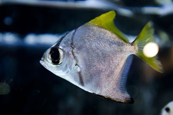 海水魚　ヒメツバメウオ