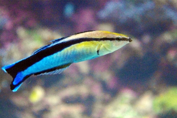 海水魚　ホンソメワケベラ