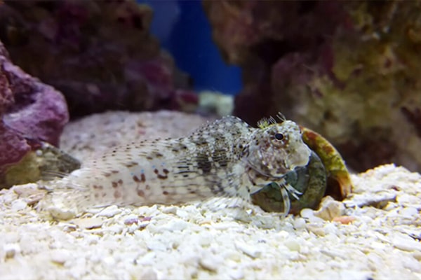 海水魚　ヤエヤマギンポ