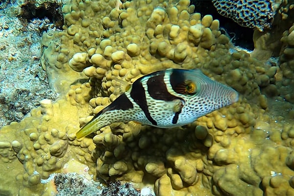 海水魚　シマキンチャクフグ