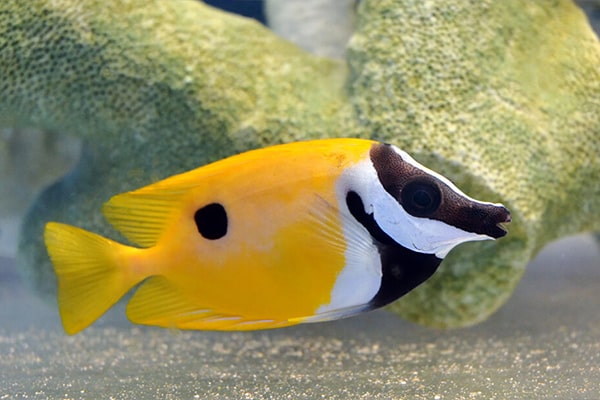 海水魚　ヒフキアイゴ