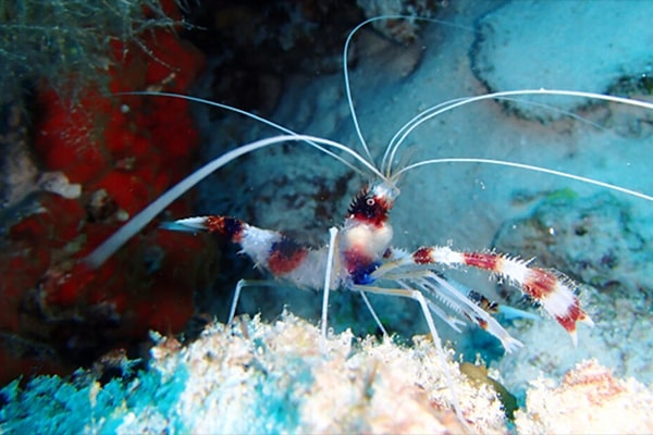 海水魚　オトヒメエビ