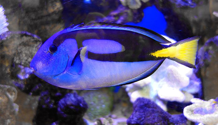 海水魚　ナンヨウハギ