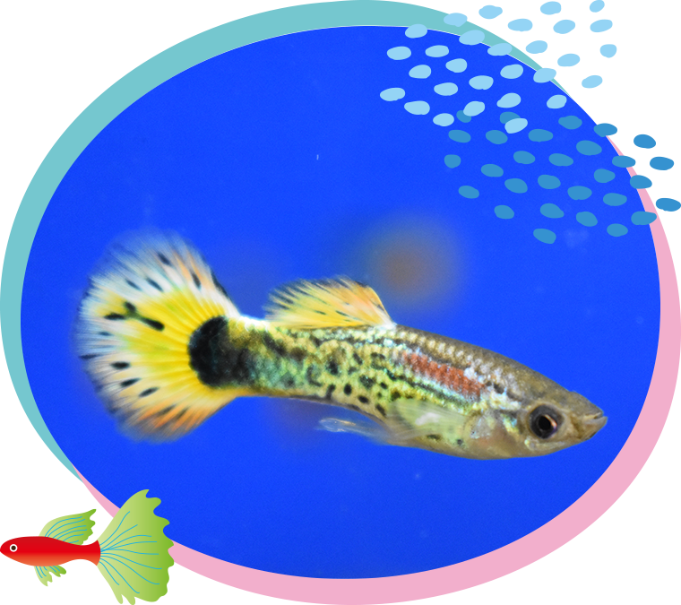 熱帯魚の代表種　グッピー