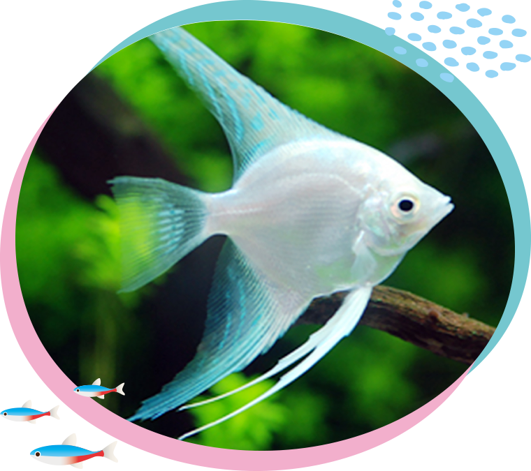 熱帯魚の代表種　エキゾチックなエンゼルフィッシュ