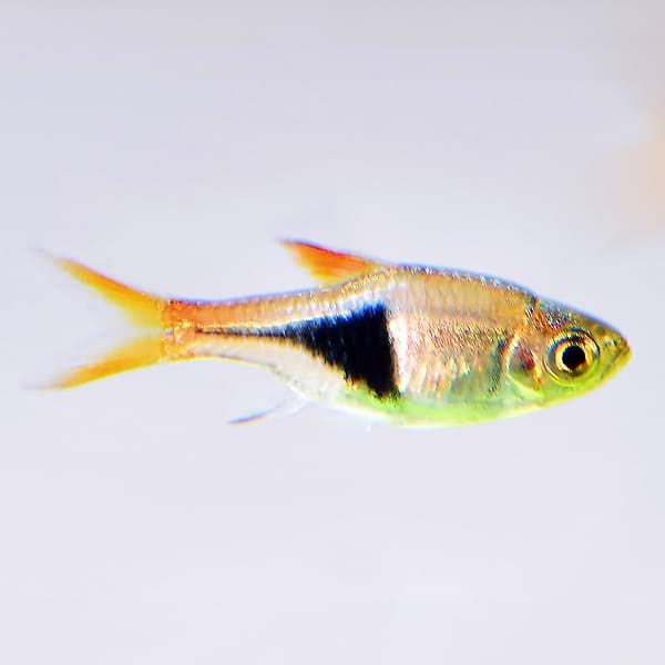 熱帯魚　ラスボラヘテロモルファ