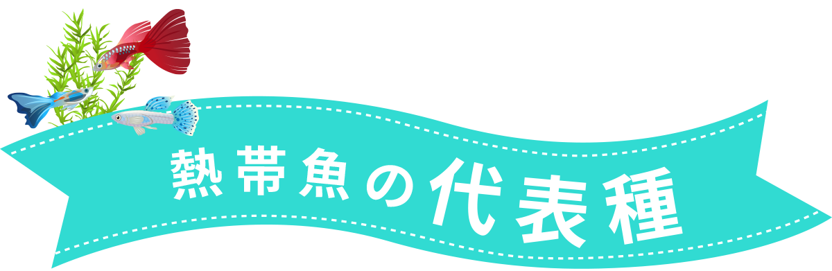 熱帯魚の代表種