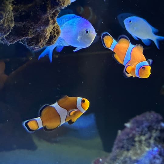 海水魚