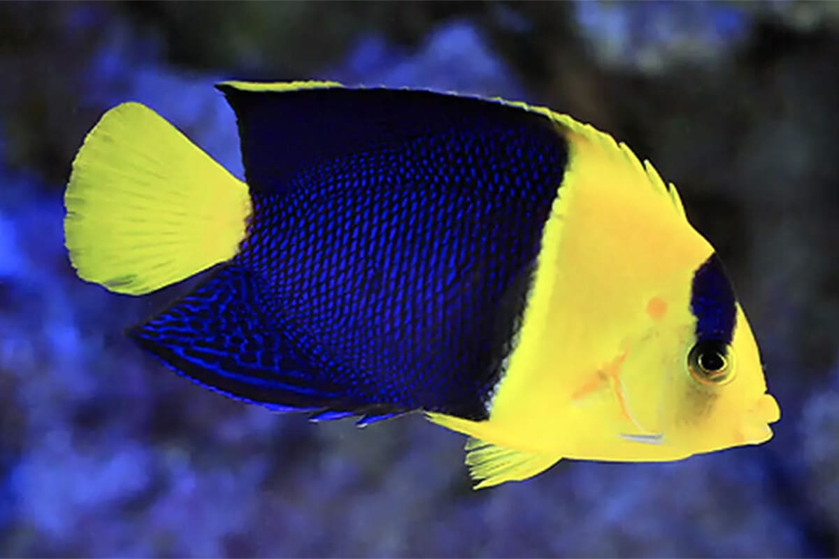 海水魚水槽