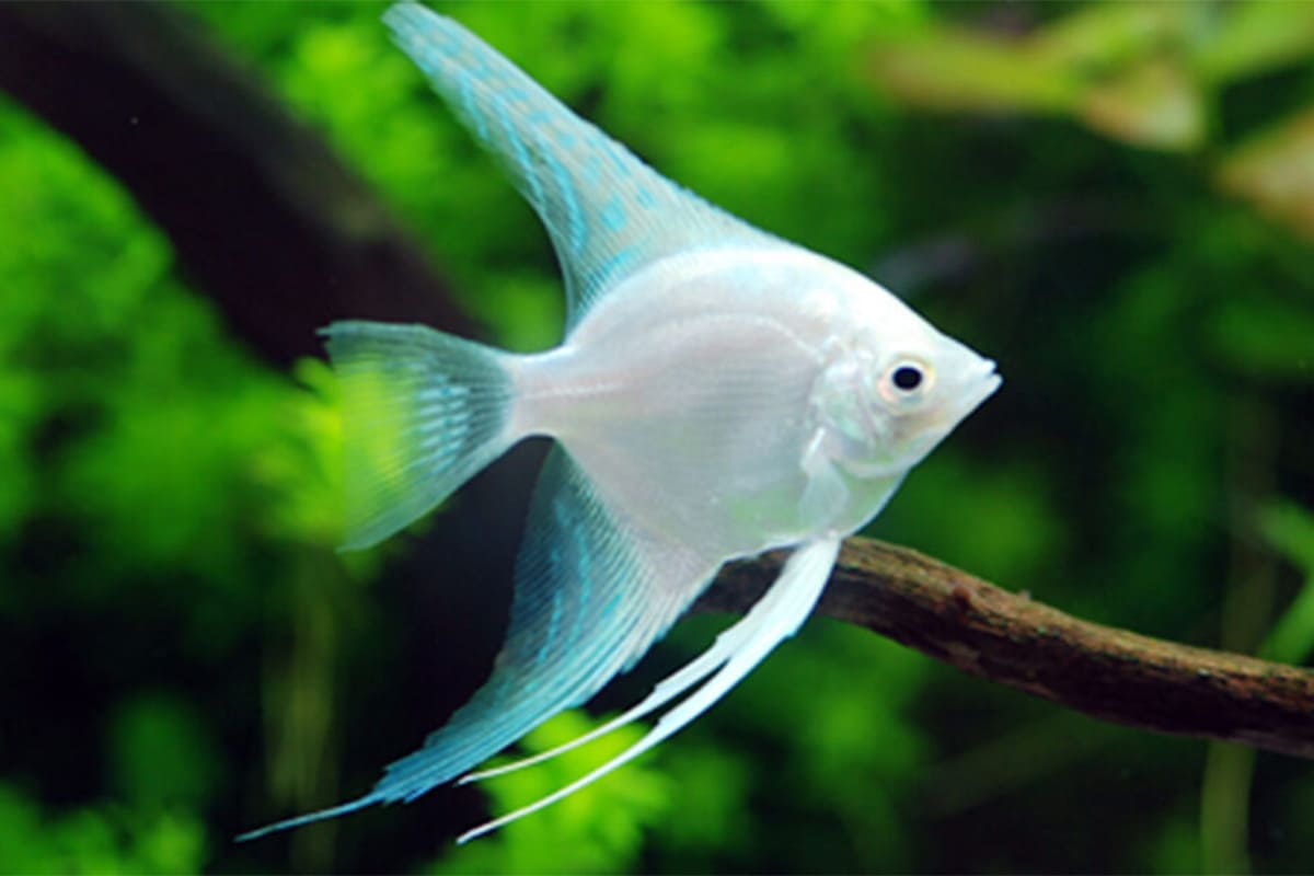 熱帯魚水槽