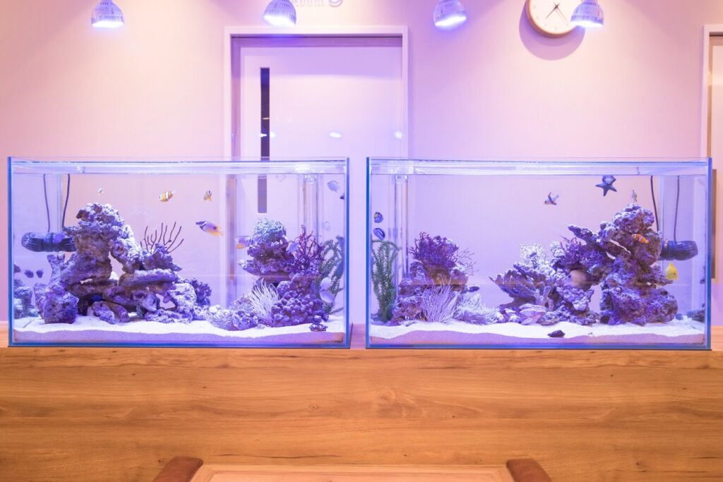 「海水魚」の水槽（北九州市）