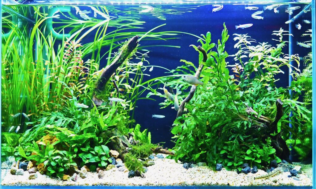 「淡水魚と水草」の水槽（福岡市）