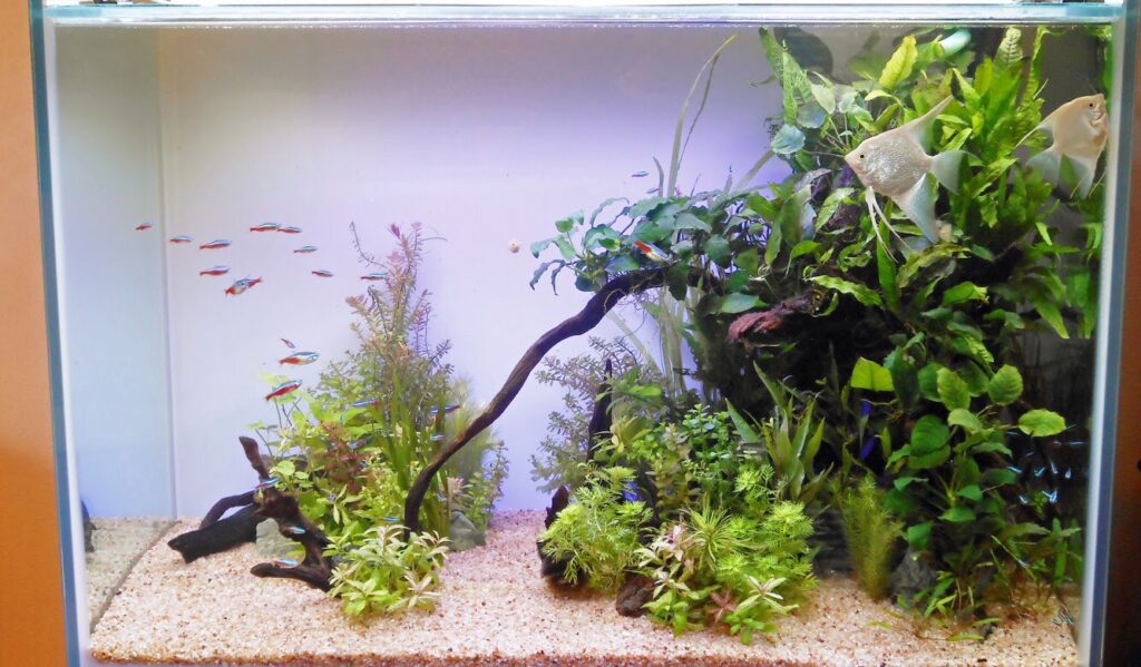 「熱帯魚と水草」の水槽（北九州市）