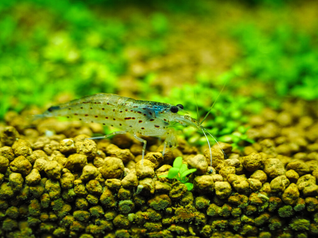 「熱帯魚と水草」の水槽（須恵町）
