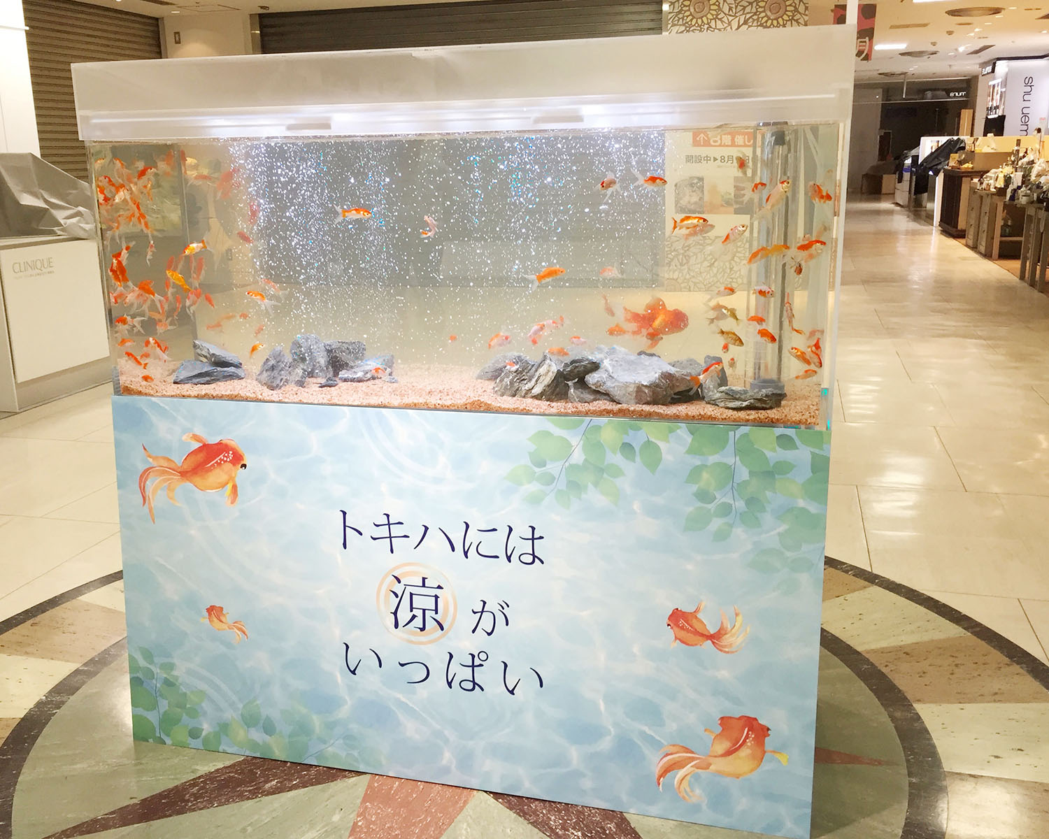 アクアリウム熱帯魚水槽