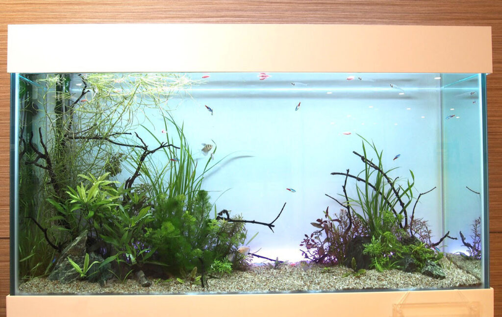 「熱帯魚と水草」の水槽（福岡市）