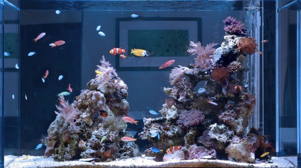 「海水魚と生サンゴ」の水槽（福岡市）