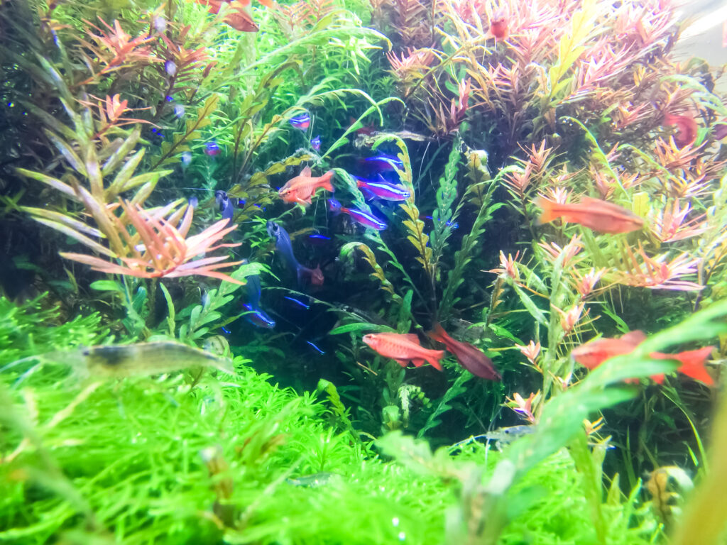 「熱帯魚と水草」の水槽（筑紫野市）