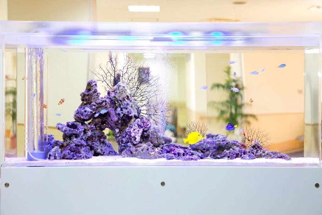 「海水魚」の水槽（宮崎市）