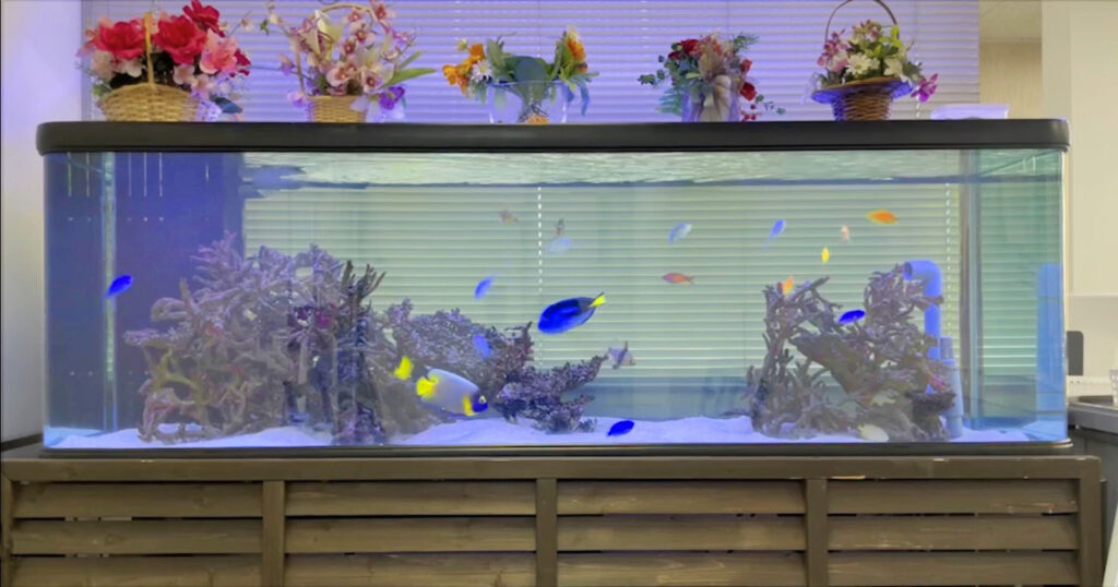 Shinwa様 / 180cm水槽 すれちがう ご購入専用ページ