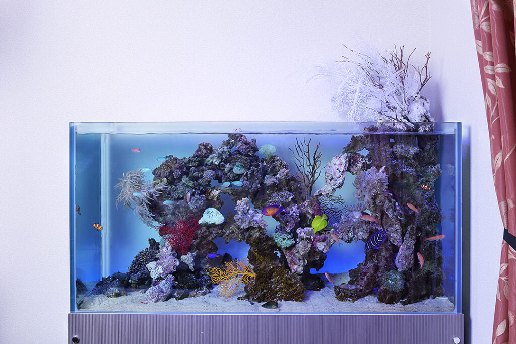 「海水魚と生サンゴ」の水槽(別府市）