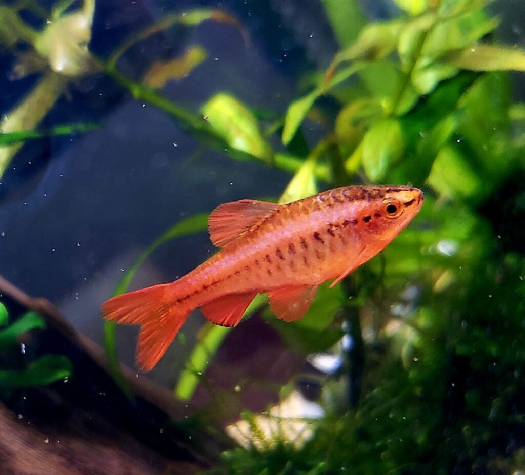 「熱帯魚と観葉植物」の水槽(北九州市）