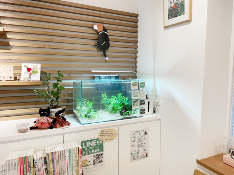 「熱帯魚と水草」の水槽（春日市）
