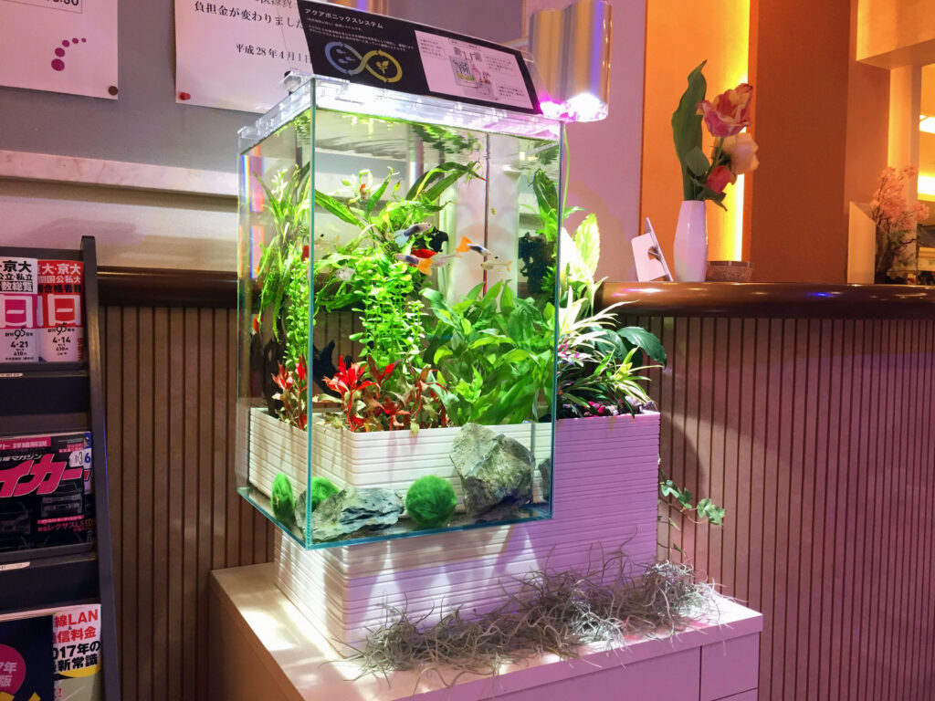 brio35　熱帯魚・水草水槽（福岡県北九州市）