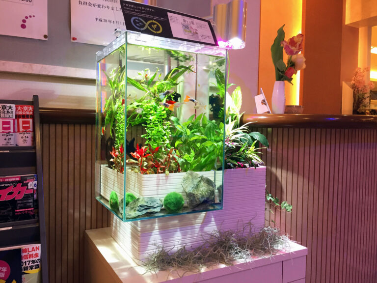 「熱帯魚と観葉植物」の水槽(北九州市）