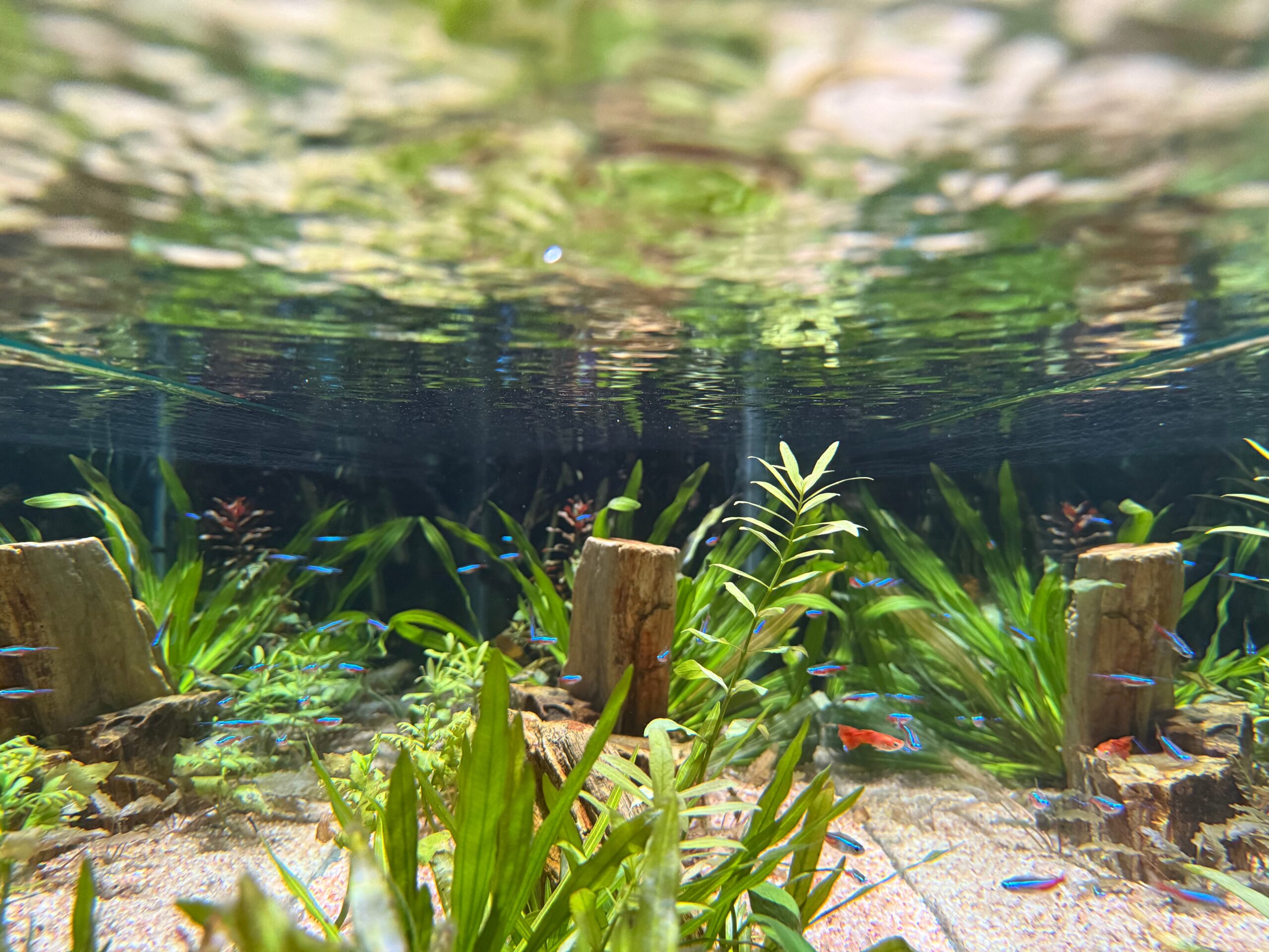 安全性に配慮して設置された海水魚水槽