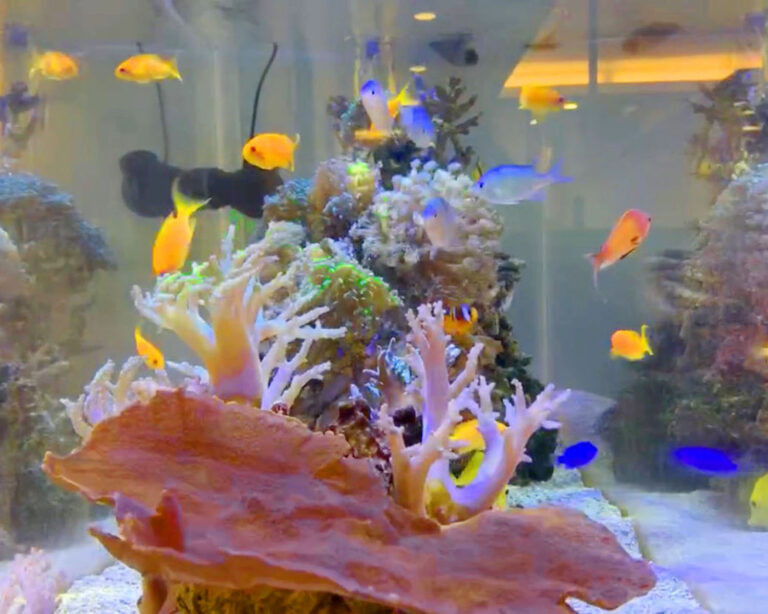 「海水魚と生サンゴ」の水槽（北九州市）