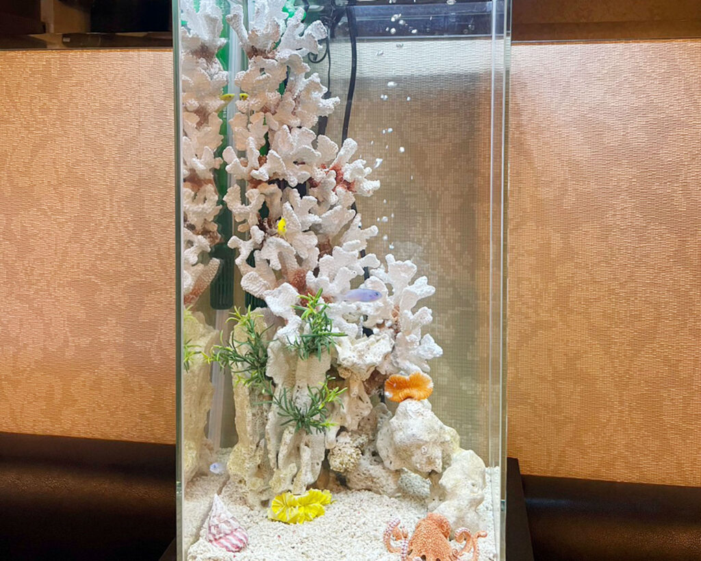 「熱帯魚と水草」「アフリカンシクリッド」の水槽（筑紫野市）