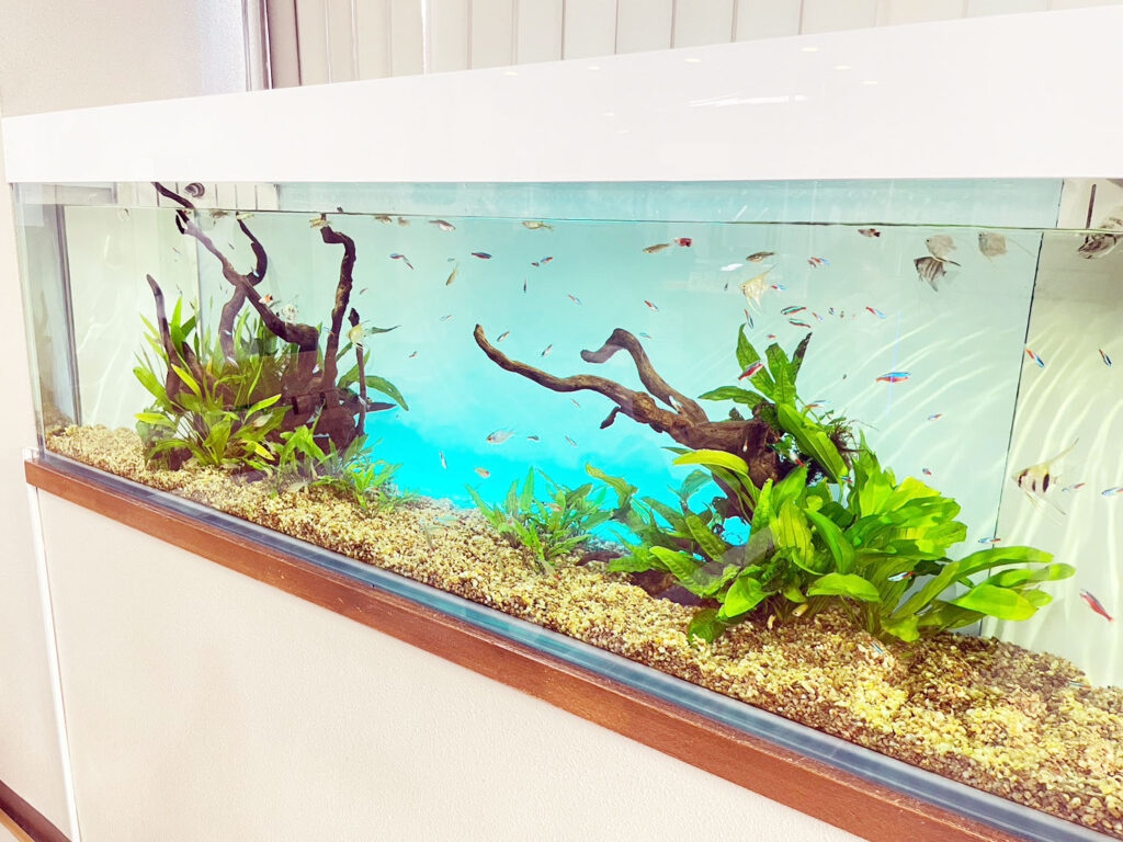 「熱帯魚と水草」の水槽（北九州市）