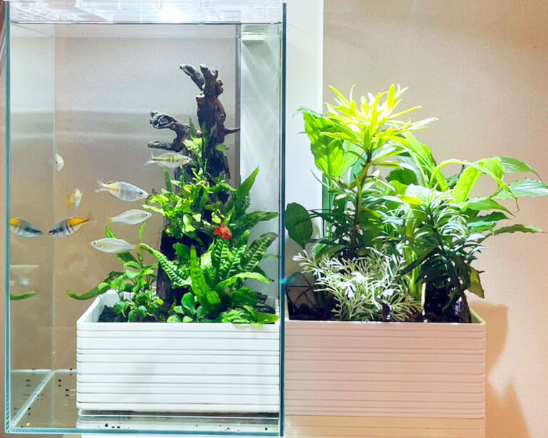 「熱帯魚と観葉植物」の水槽(北九州市）
