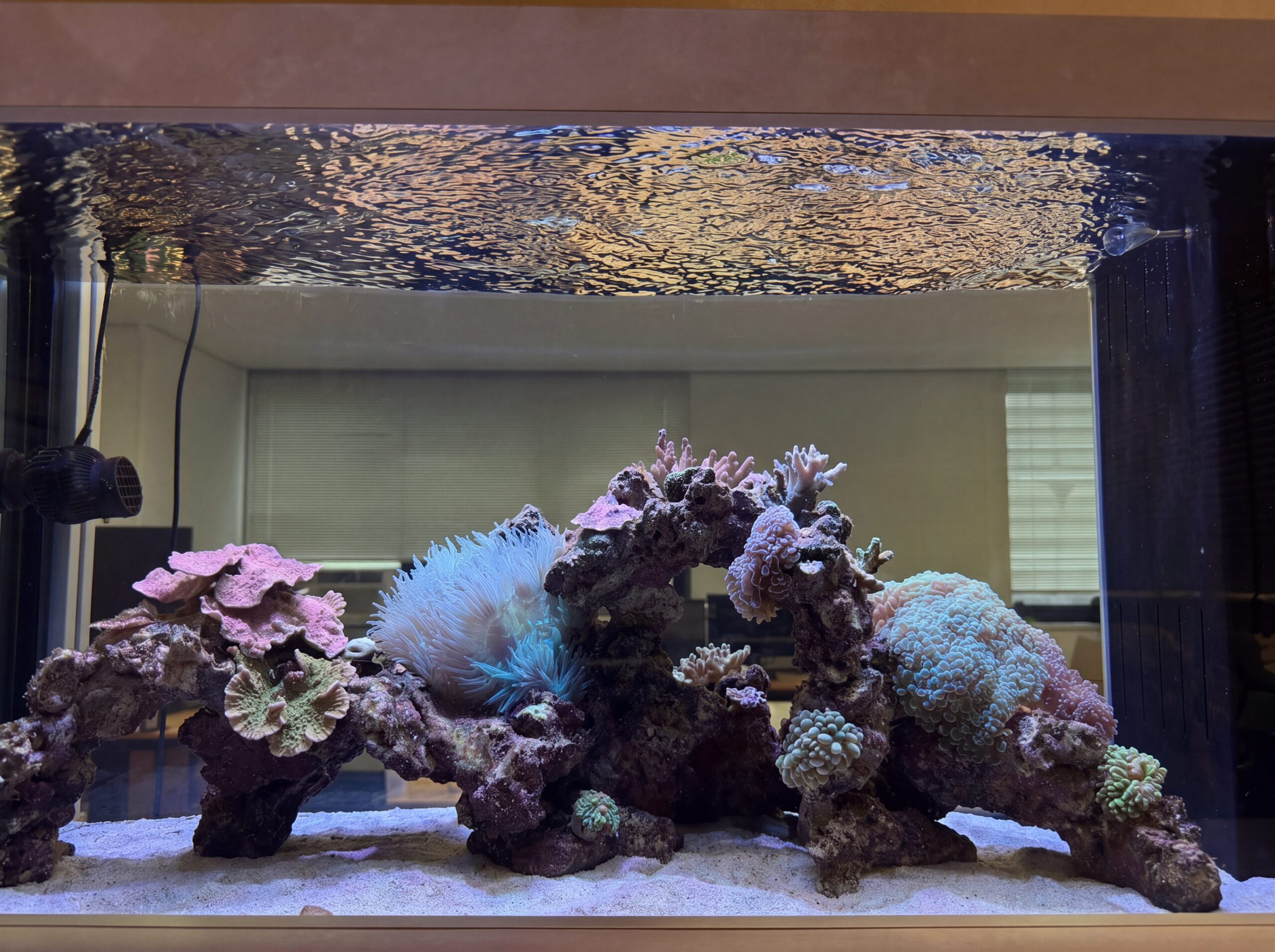 アクアリウム熱帯魚水槽