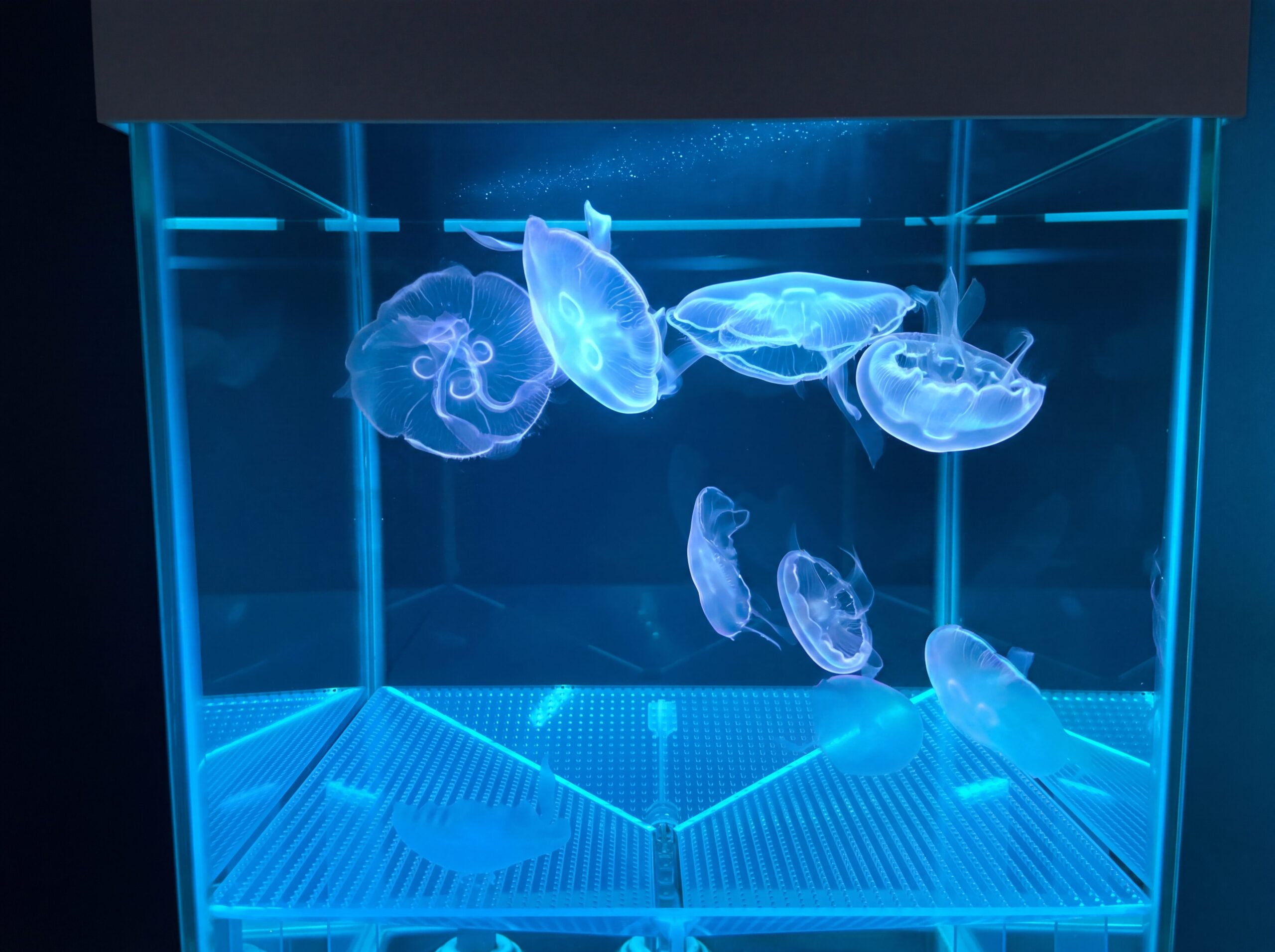 アクアリウム熱帯魚水槽