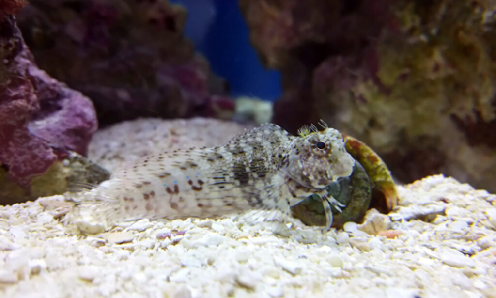 海水魚水槽の設置（初めての方向け） | 福岡 アクアシモンズ