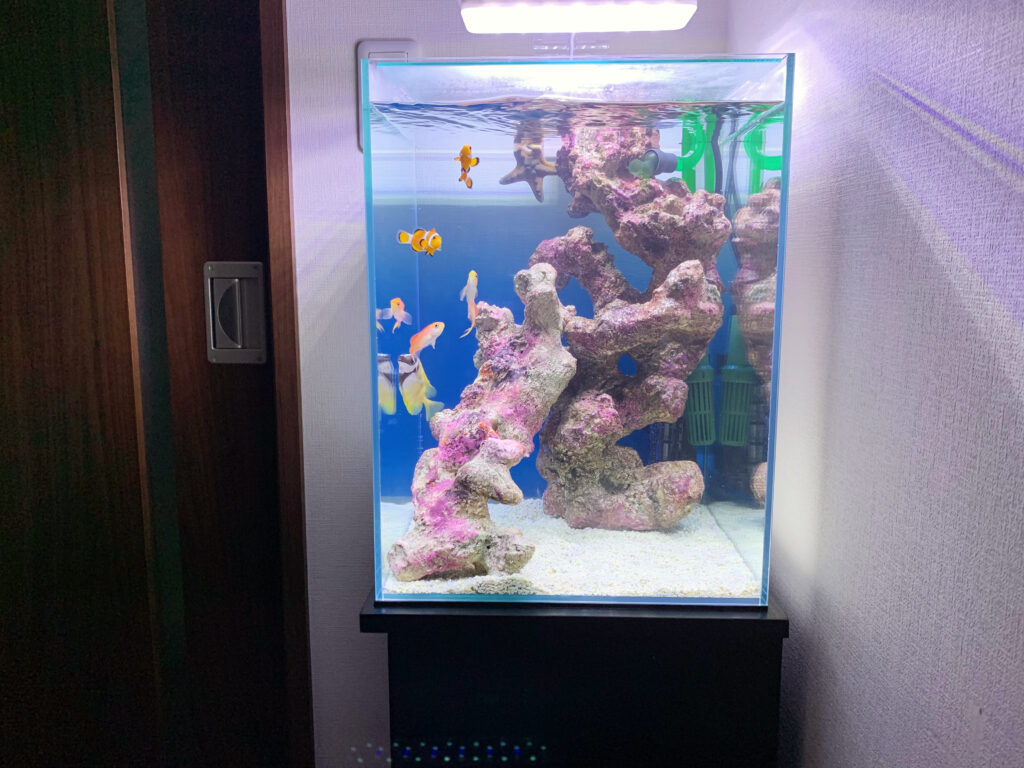 「海水魚」の水槽(北九州市)