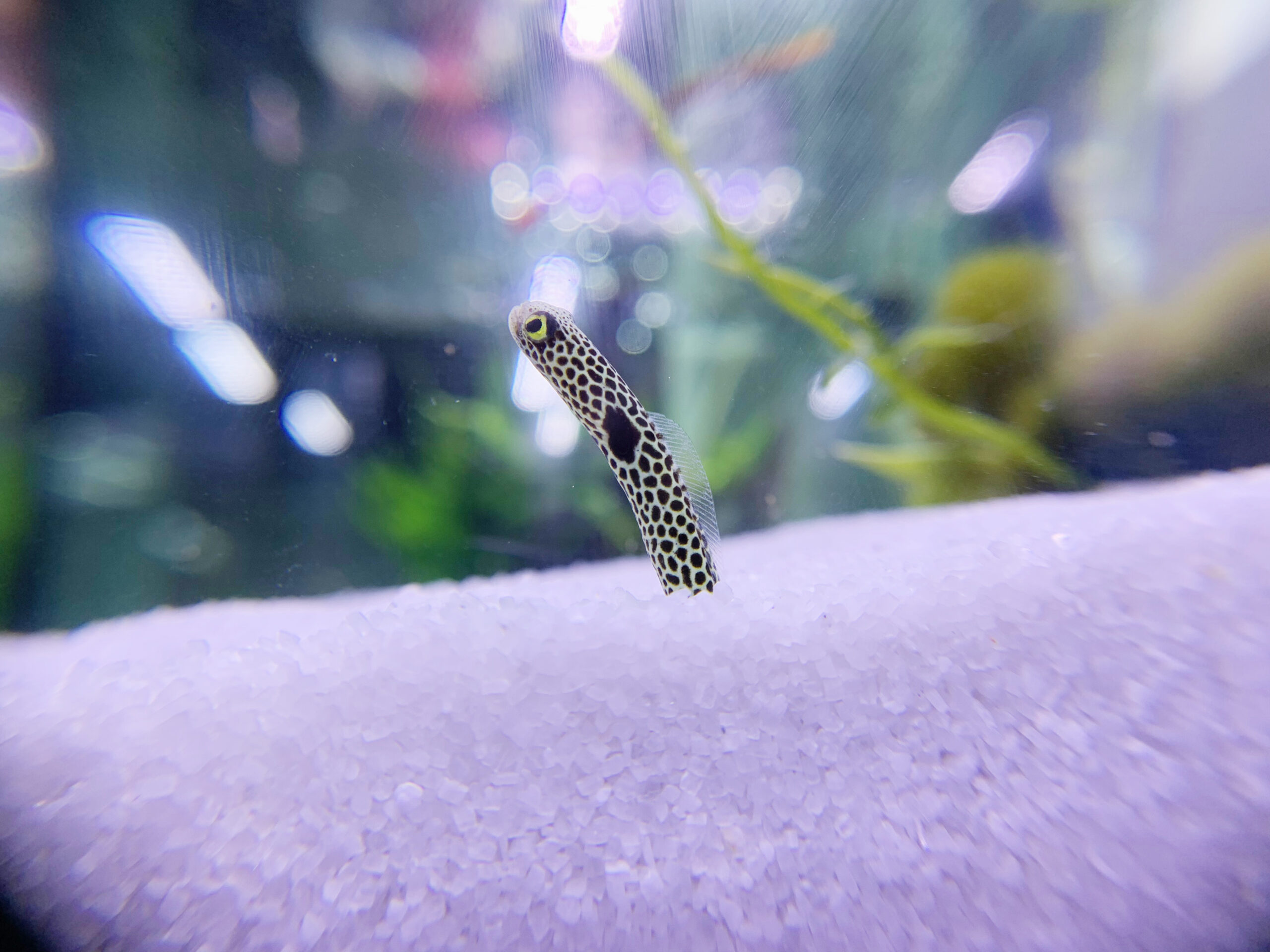 アクアリウム熱帯魚水槽
