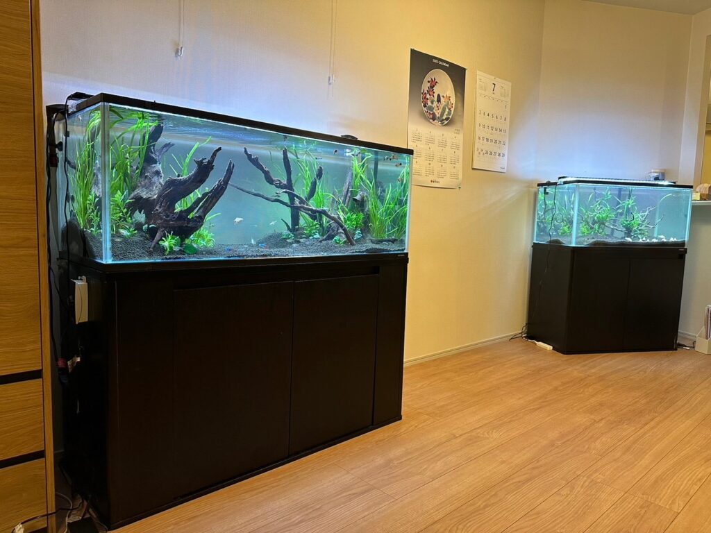 120cm &90cm　熱帯魚・水草水槽（福岡県福岡市）