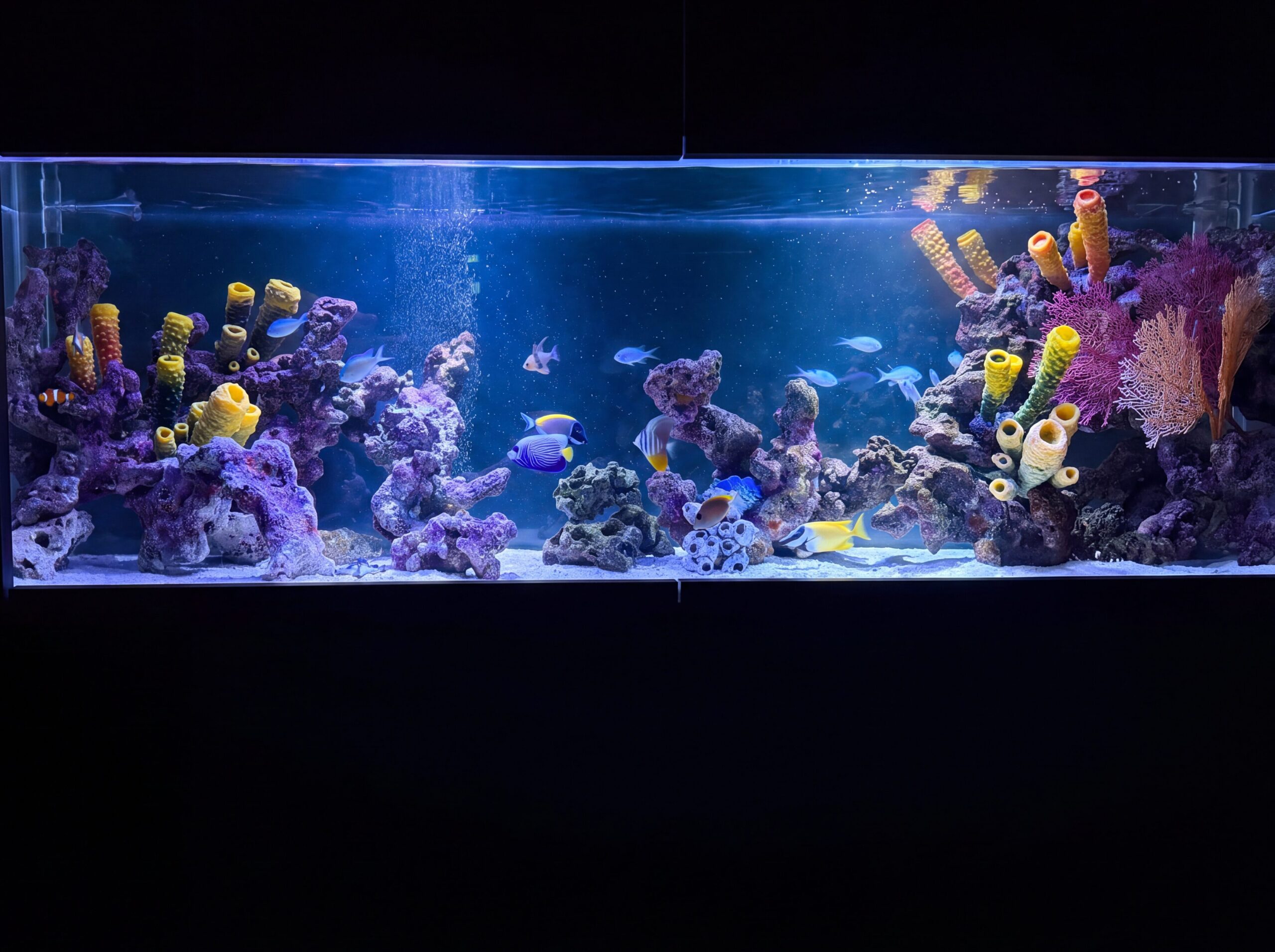 アクアリウム熱帯魚水槽