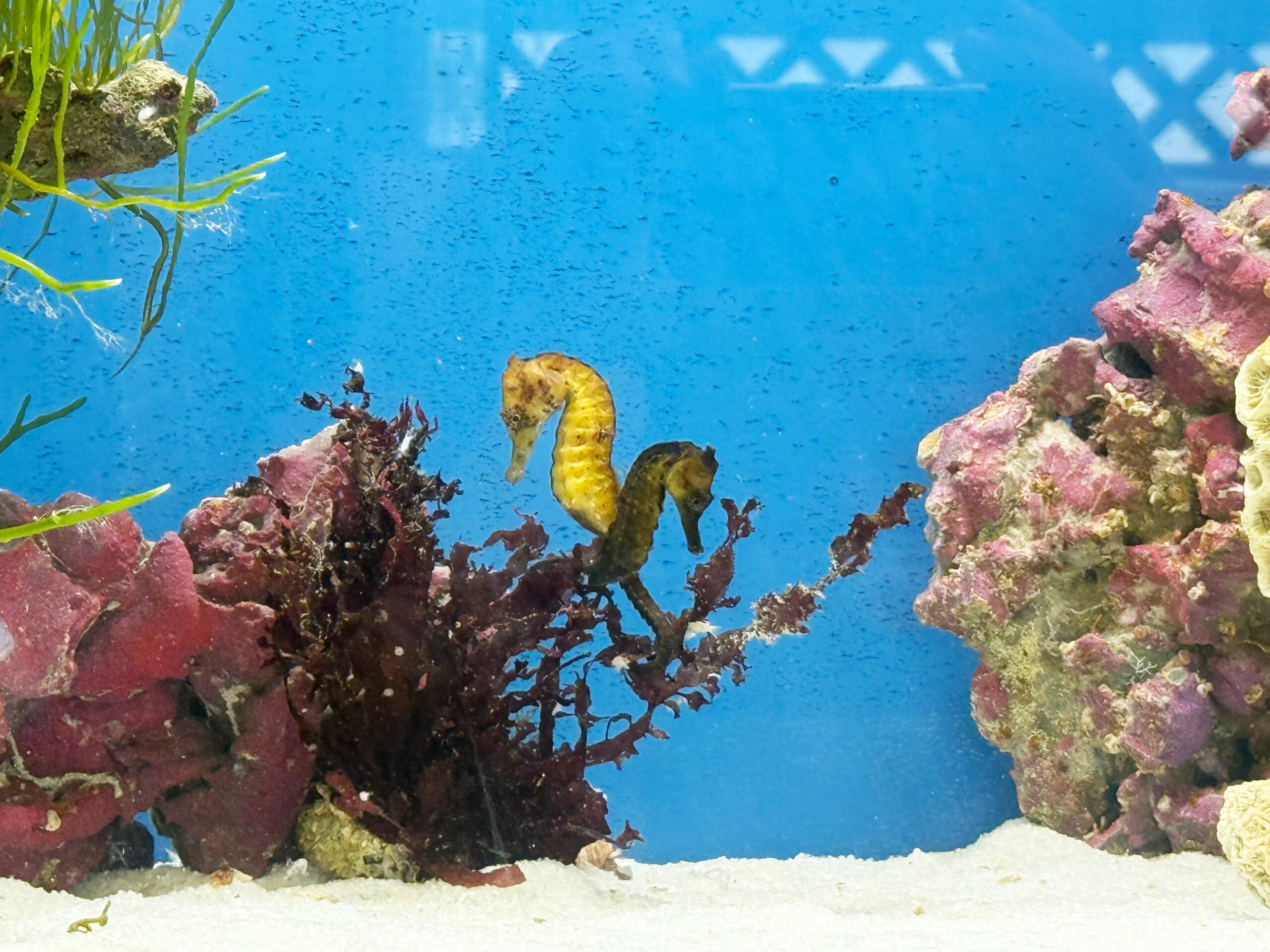 アクアリウム熱帯魚水槽