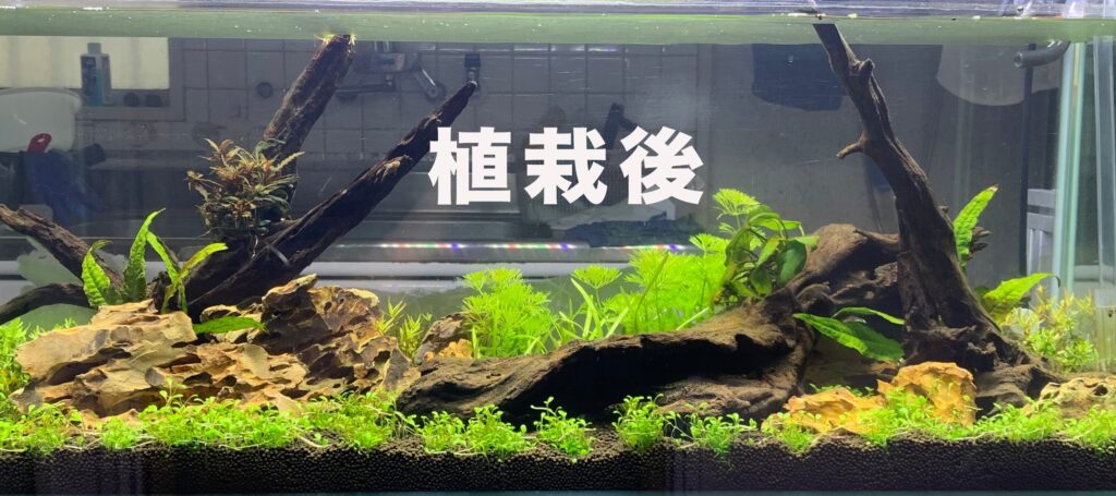 有茎草のネイチャーアクアリウムについて