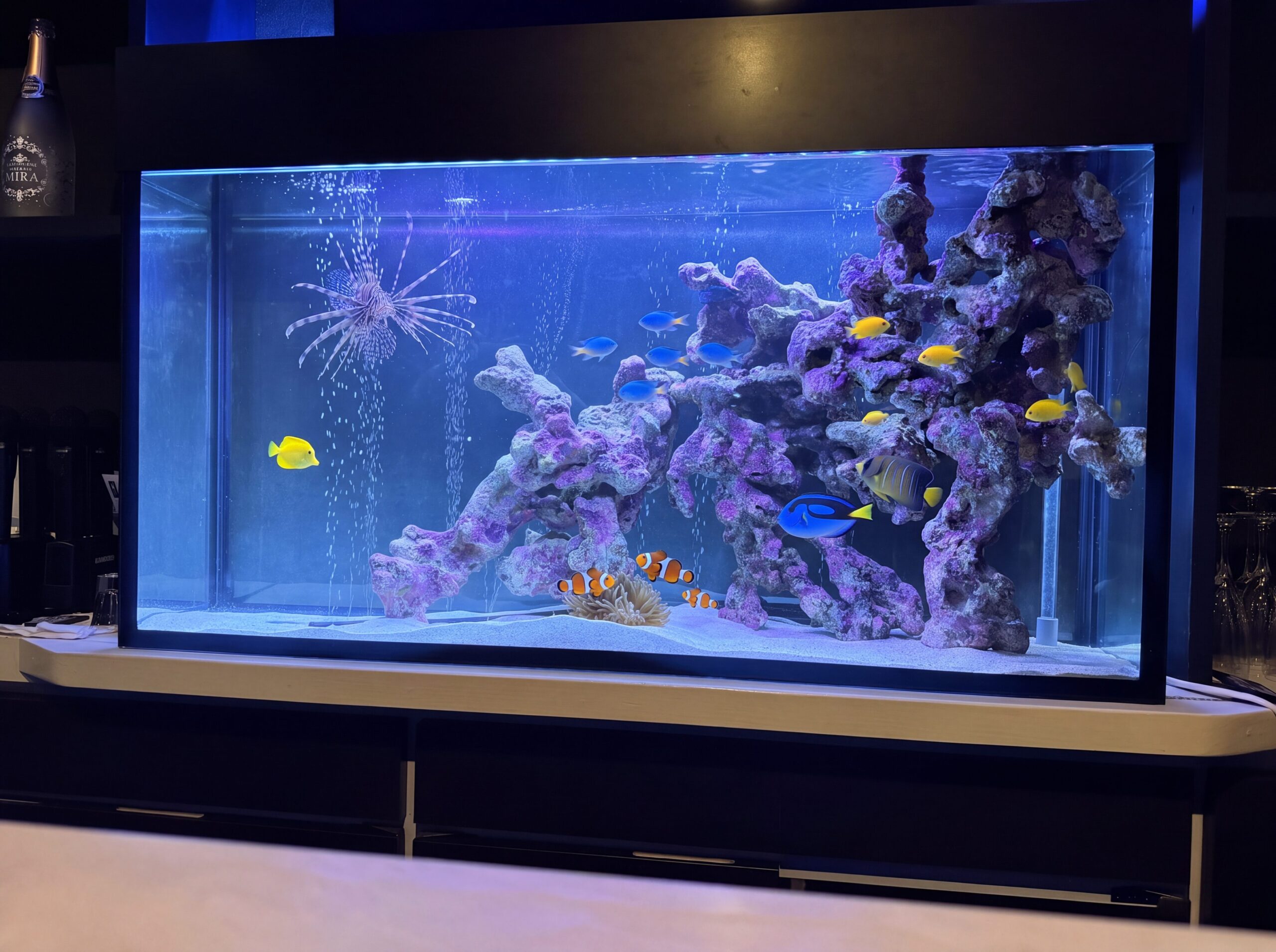 アクアリウム熱帯魚水槽